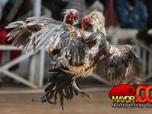 Taruhan Sabung Ayam SV388 — Online vs Tradisional